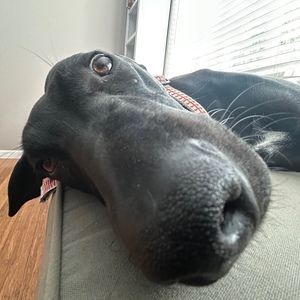 Meet your Posher, Eli